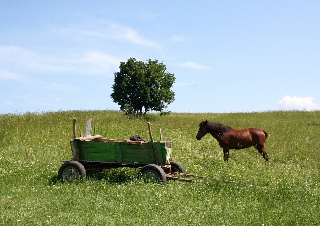 Why you should put the cart ahead of the horse
